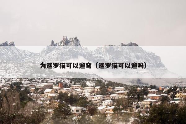 为暹罗猫可以遛弯（暹罗猫可以遛吗）