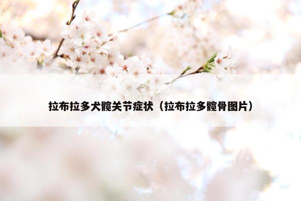 拉布拉多犬髋关节症状（拉布拉多髋骨图片）