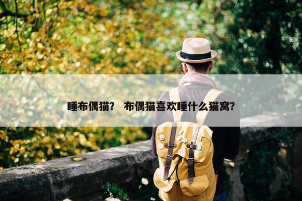 睡布偶猫？ 布偶猫喜欢睡什么猫窝？
