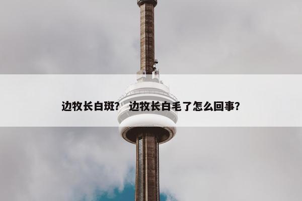 边牧长白斑？ 边牧长白毛了怎么回事？