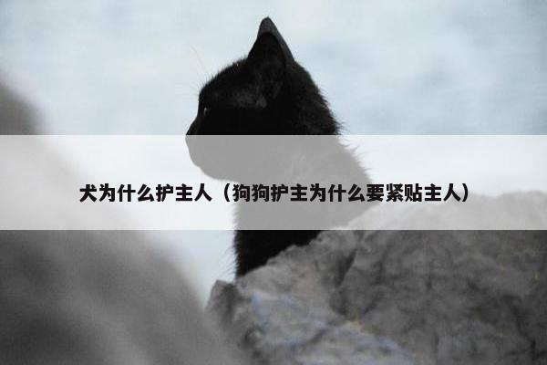 犬为什么护主人（狗狗护主为什么要紧贴主人）