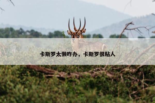 卡斯罗太懒咋办，卡斯罗很粘人