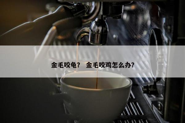 金毛咬龟？ 金毛咬鸡怎么办？