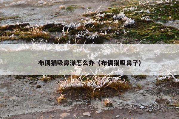 布偶猫吸鼻涕怎么办（布偶猫吸鼻子）