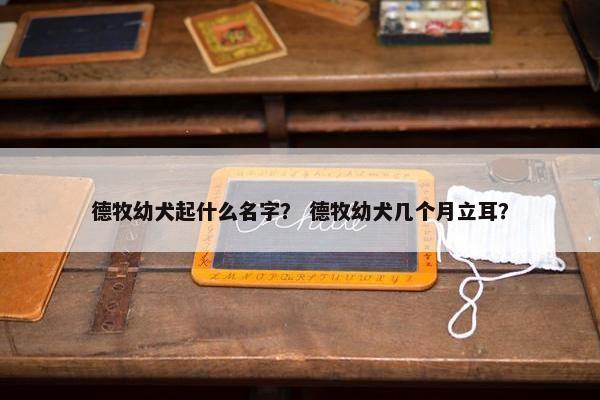 德牧幼犬起什么名字？ 德牧幼犬几个月立耳？