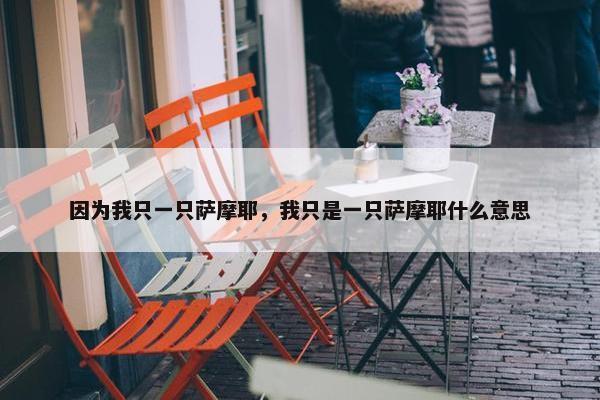 因为我只一只萨摩耶，我只是一只萨摩耶什么意思