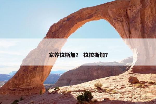 家养拉斯加？ 拉拉斯加？