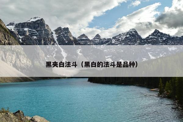 黑夹白法斗（黑白的法斗是品种）