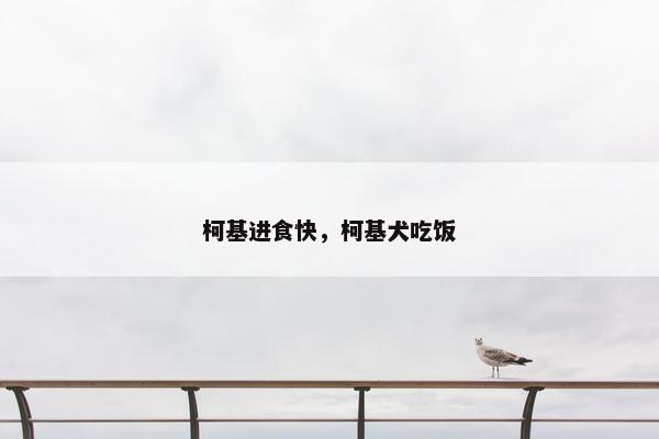 柯基进食快，柯基犬吃饭