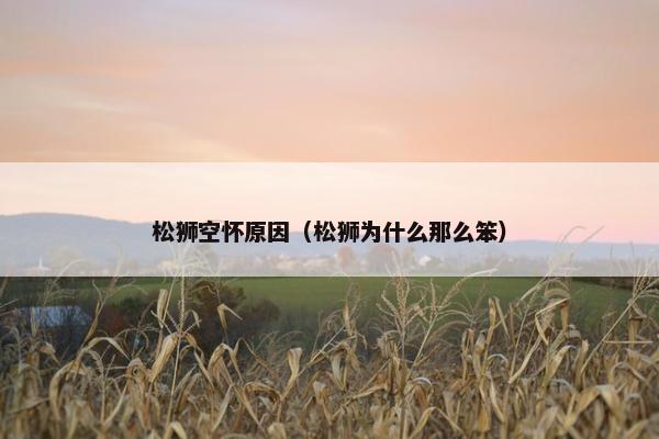 松狮空怀原因（松狮为什么那么笨）