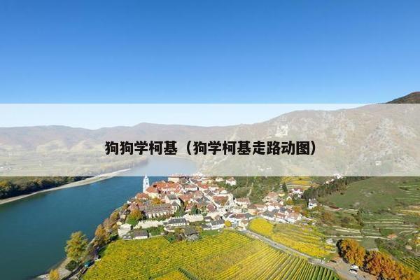 狗狗学柯基（狗学柯基走路动图）