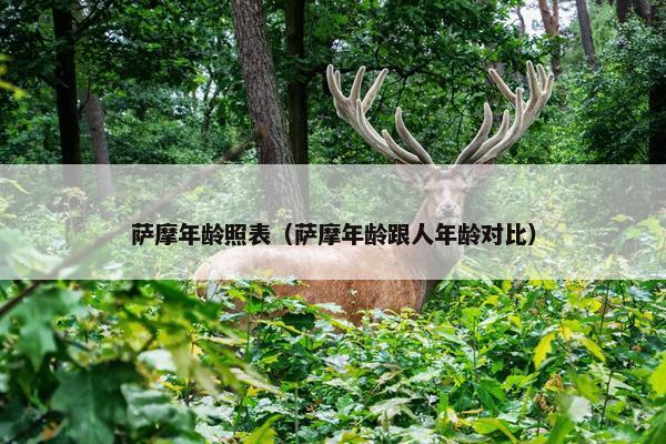 萨摩年龄照表（萨摩年龄跟人年龄对比）