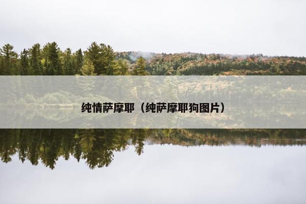 纯情萨摩耶（纯萨摩耶狗图片）