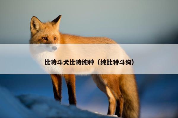 比特斗犬比特纯种（纯比特斗狗）