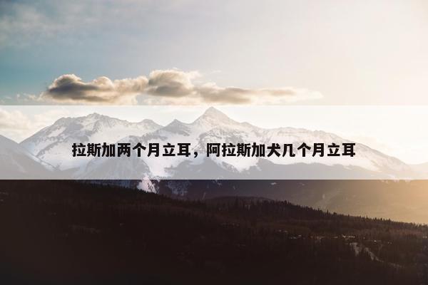 拉斯加两个月立耳，阿拉斯加犬几个月立耳