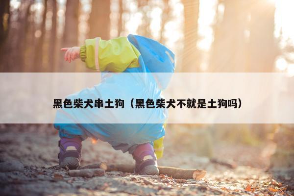 黑色柴犬串土狗（黑色柴犬不就是土狗吗）
