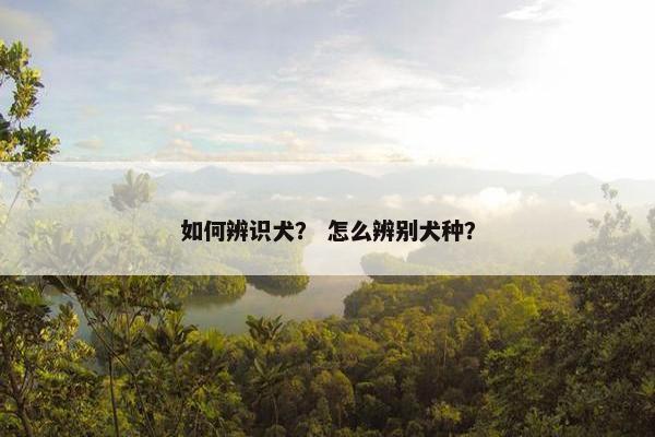 如何辨识犬？ 怎么辨别犬种？