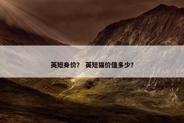 英短身价？ 英短猫价值多少？
