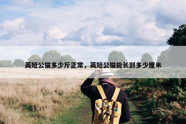英短公猫多少斤正常，英短公猫能长到多少厘米