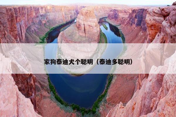家狗泰迪犬个聪明（泰迪多聪明）