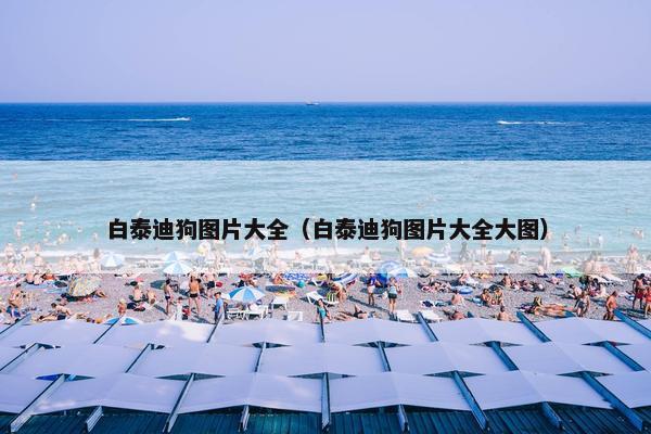 白泰迪狗图片大全（白泰迪狗图片大全大图）