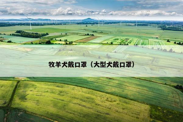 牧羊犬戴口罩（大型犬戴口罩）