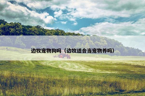 边牧宠物狗吗（边牧适合当宠物养吗）