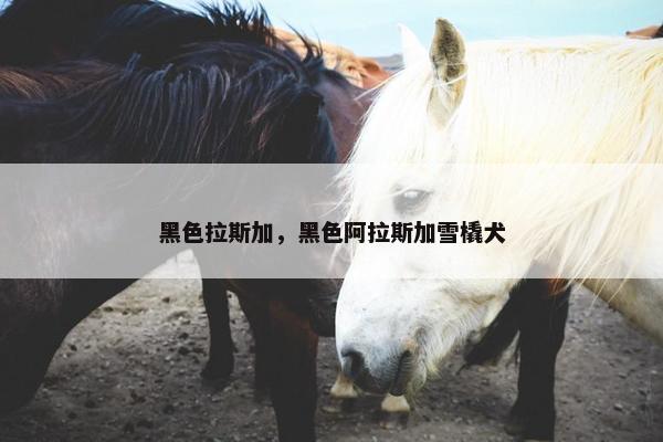 黑色拉斯加，黑色阿拉斯加雪橇犬