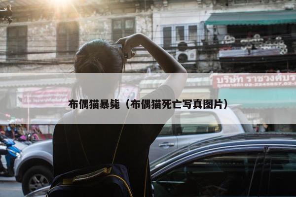 布偶猫暴毙（布偶猫死亡写真图片）