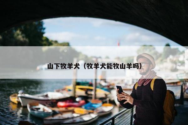 山下牧羊犬（牧羊犬能牧山羊吗）