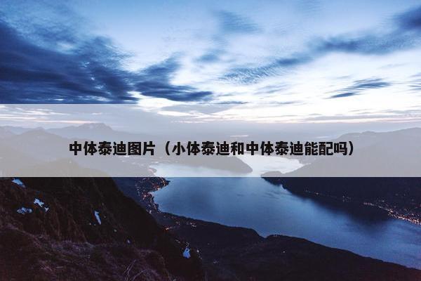 中体泰迪图片（小体泰迪和中体泰迪能配吗）