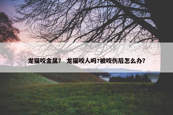 龙猫咬金属？ 龙猫咬人吗?被咬伤后怎么办？