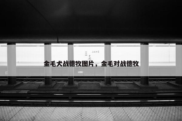 金毛犬战德牧图片，金毛对战德牧