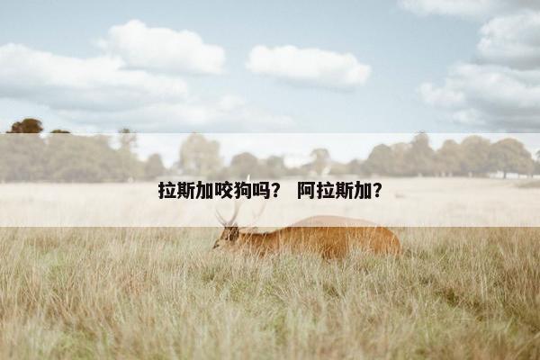 拉斯加咬狗吗？ 阿拉斯加？
