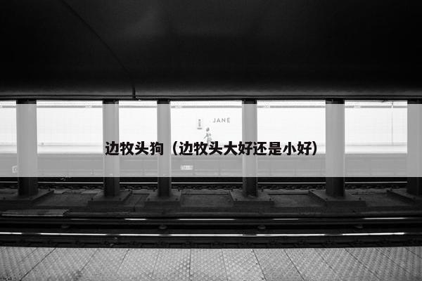 边牧头狗（边牧头大好还是小好）