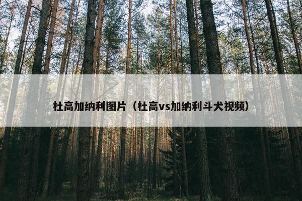 杜高加纳利图片（杜高vs加纳利斗犬视频）