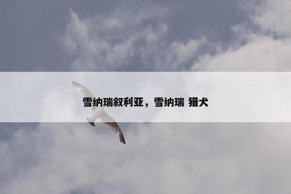 雪纳瑞叙利亚，雪纳瑞 猎犬