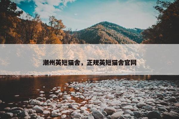 潮州英短猫舍，正规英短猫舍官网