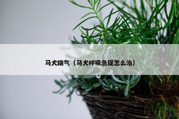 马犬踹气（马犬呼吸急促怎么治）