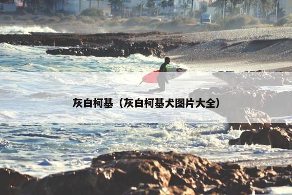灰白柯基（灰白柯基犬图片大全）