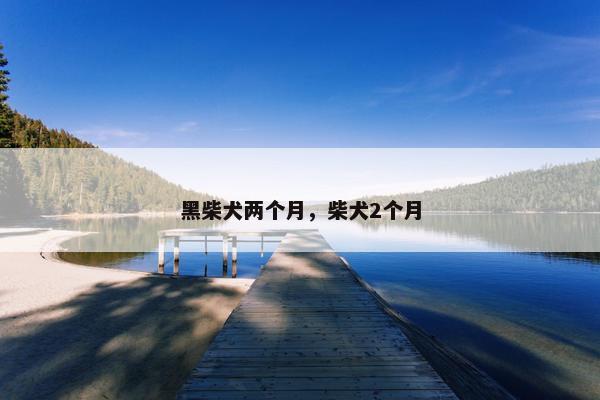 黑柴犬两个月，柴犬2个月