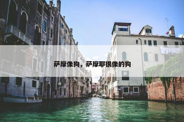 萨摩像狗，萨摩耶很像的狗