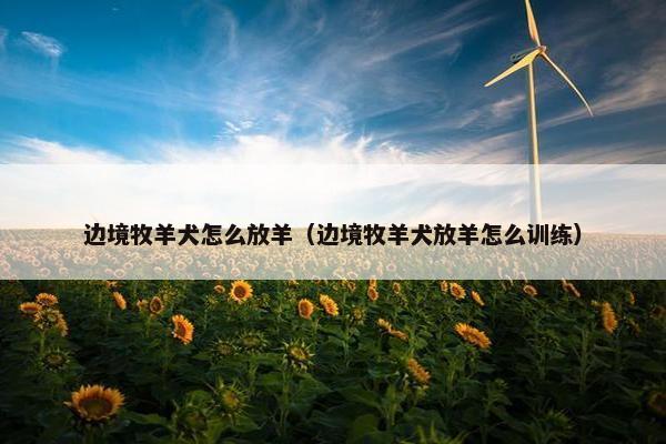 边境牧羊犬怎么放羊（边境牧羊犬放羊怎么训练）