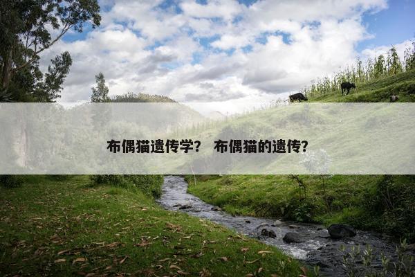 布偶猫遗传学？ 布偶猫的遗传？