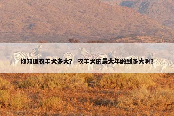 你知道牧羊犬多大？ 牧羊犬的最大年龄到多大啊？