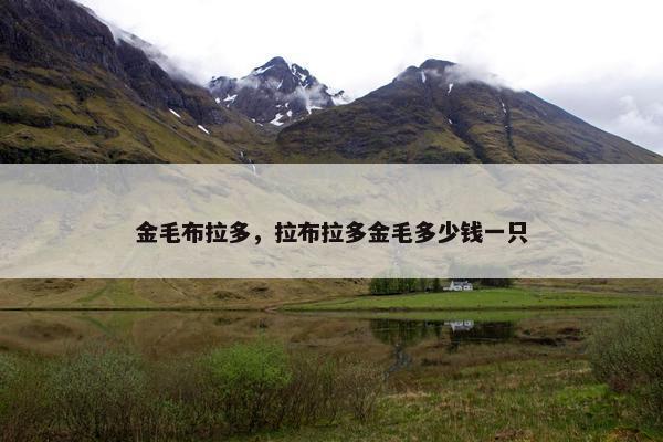 金毛布拉多，拉布拉多金毛多少钱一只