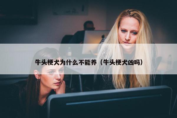 牛头梗犬为什么不能养（牛头梗犬凶吗）