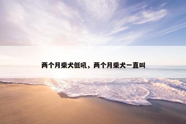 两个月柴犬低吼，两个月柴犬一直叫