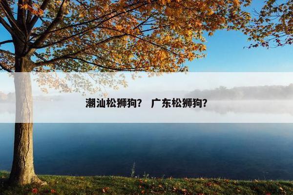 潮汕松狮狗？ 广东松狮狗？