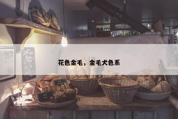 花色金毛，金毛犬色系